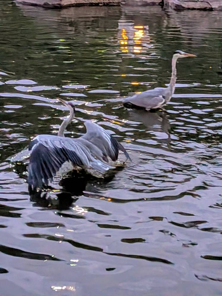 おはようございます