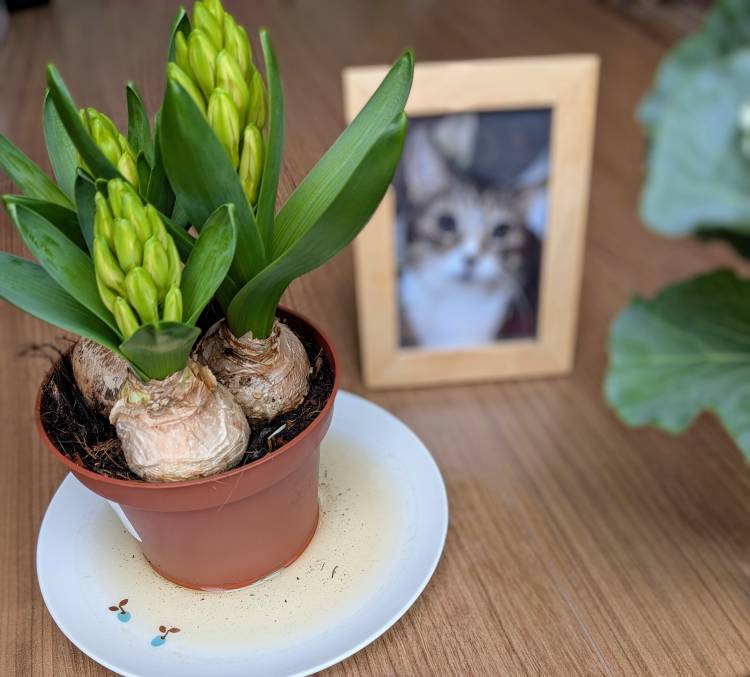 天国に旅立った😺が好きだ