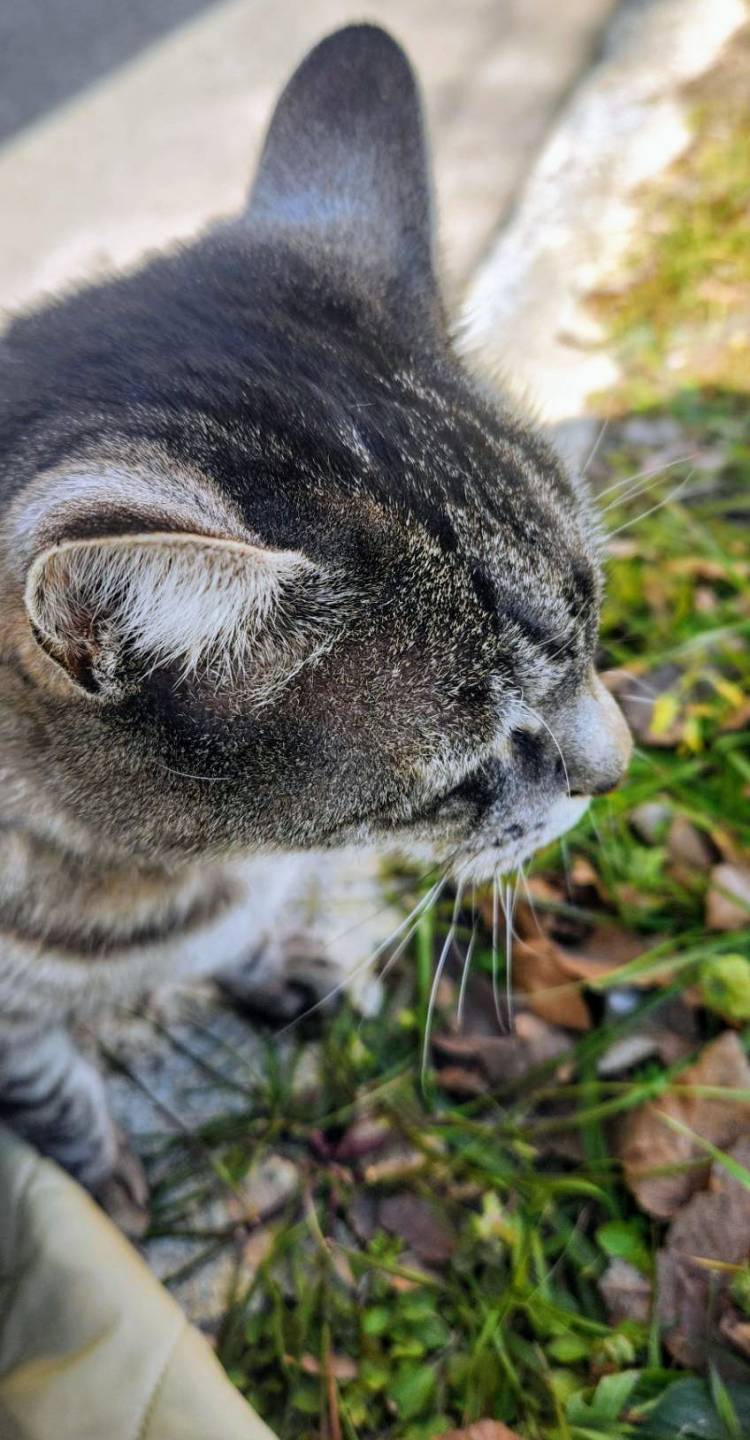 上杉(うえすぎ)（あげは）