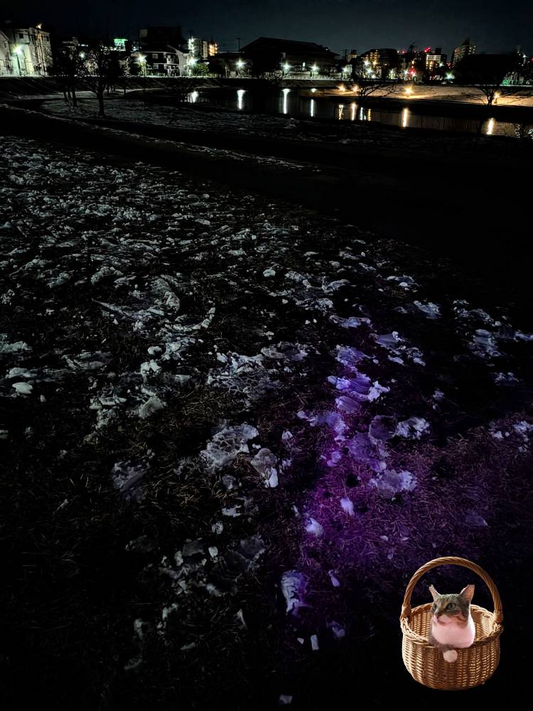 上杉(うえすぎ)（あげは）