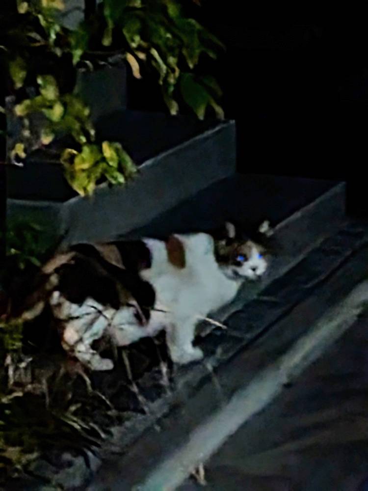 おはようございます