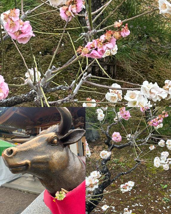 南條(なんじょう)