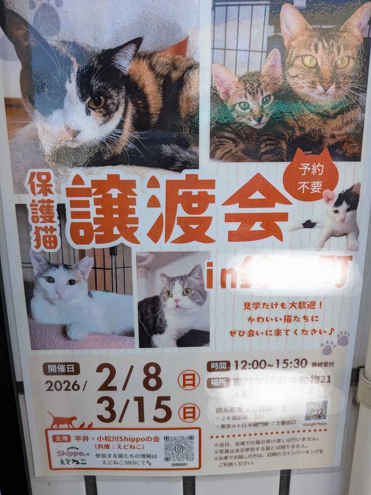 上杉(うえすぎ)(あげは)