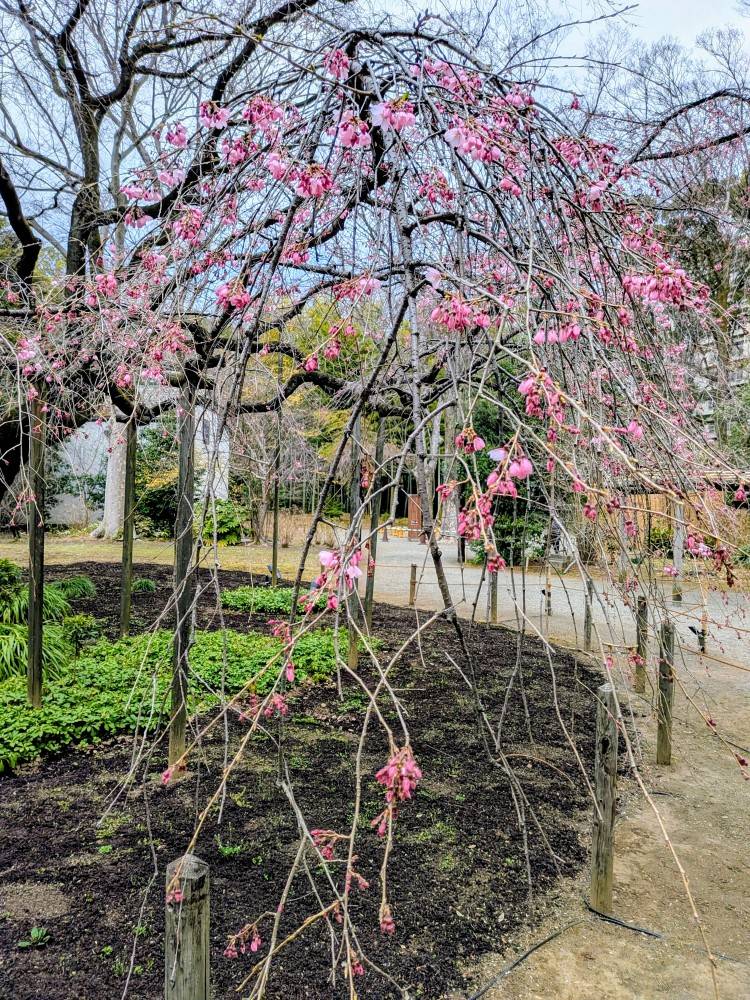 ピンクの庭になる前に🌸