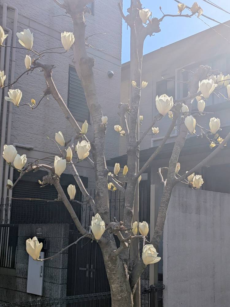 おはようございます