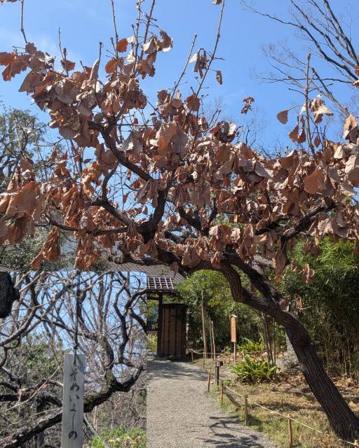 おはようございます