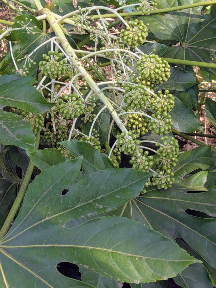 おはようございます