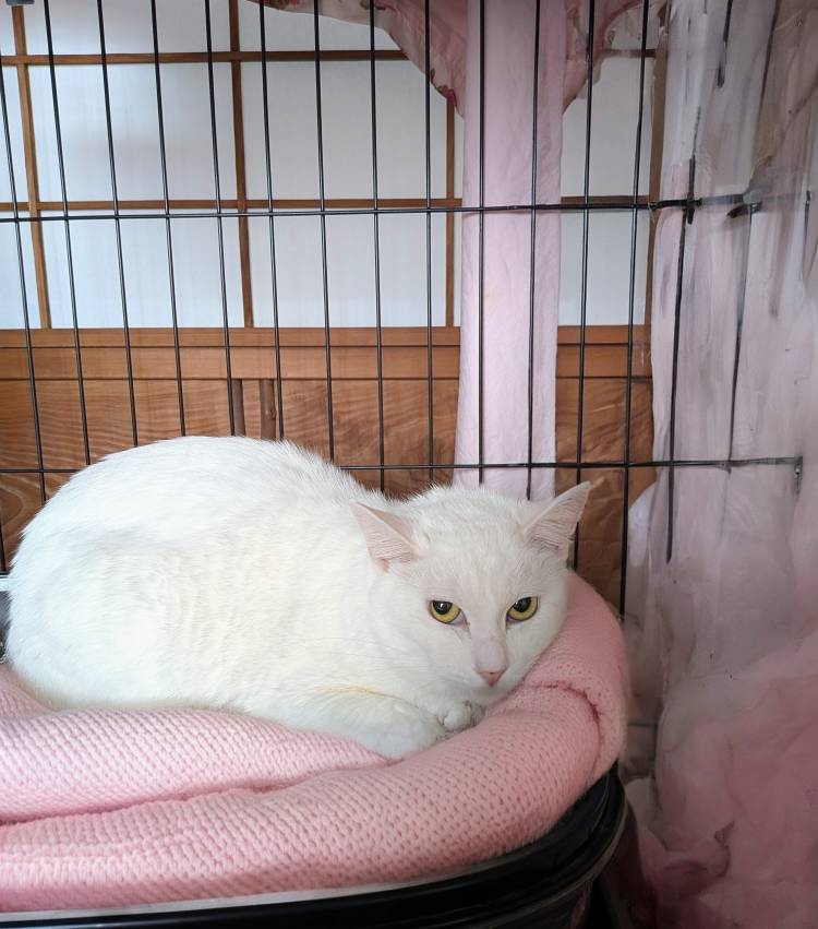 上杉(うえすぎ)