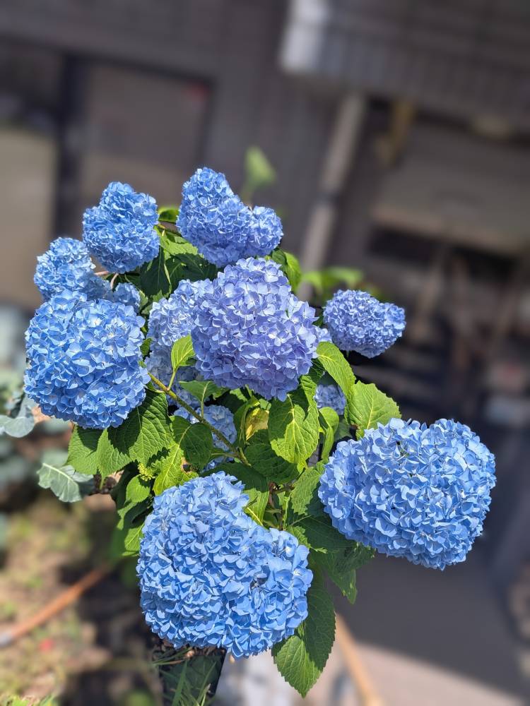おはようございます