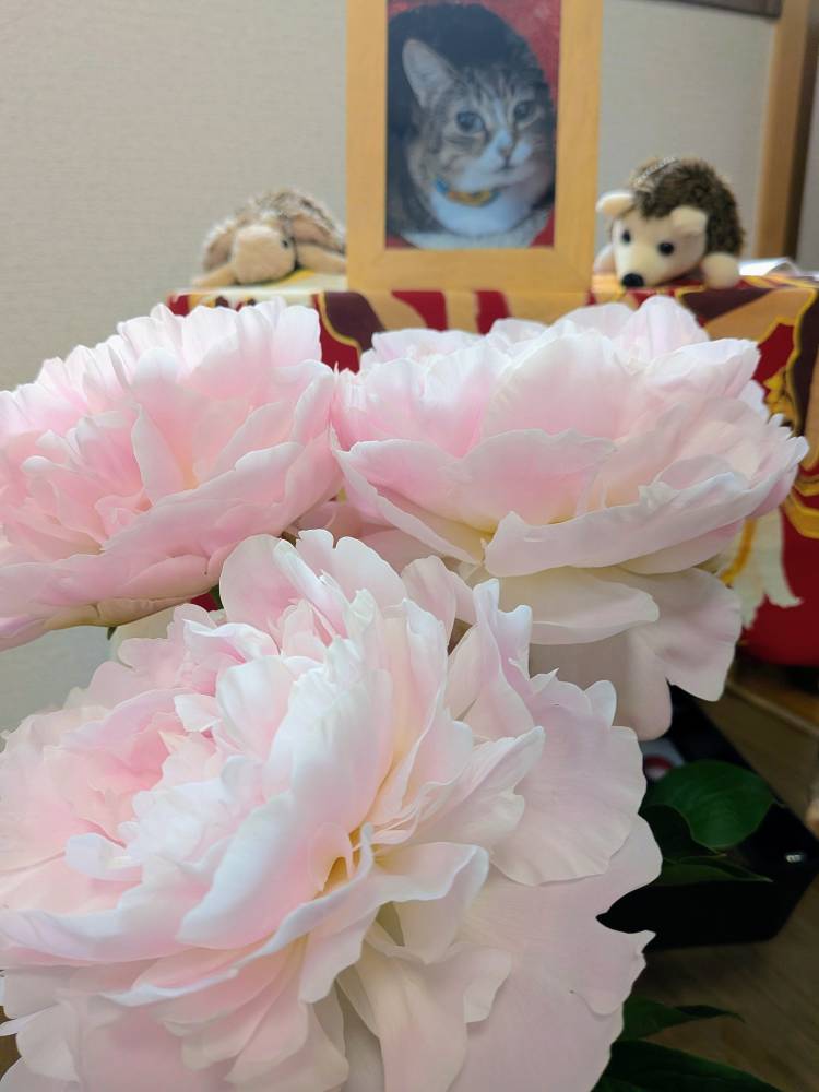 芍薬peony