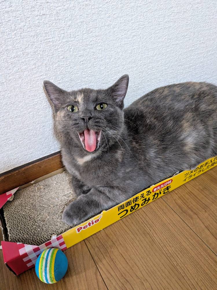 おはようございます