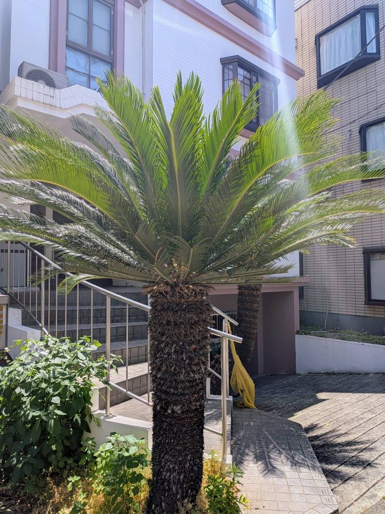 おはようございます