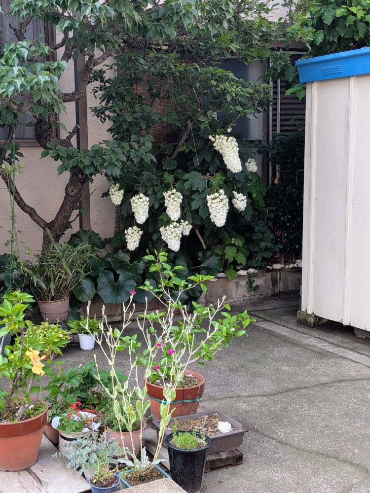 おはようございます