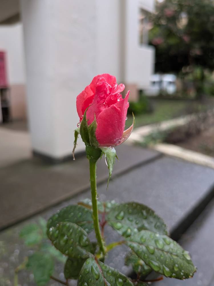 おはようございます