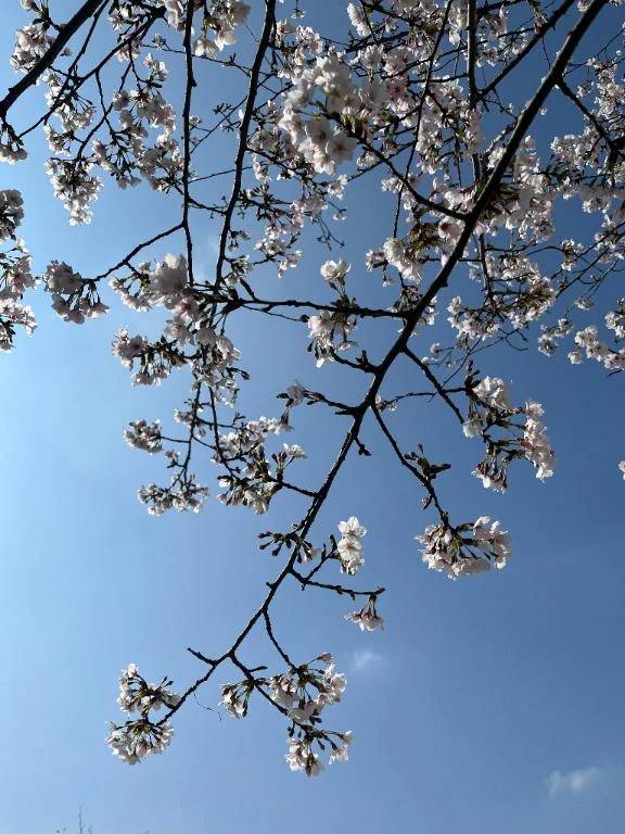 お花見日和🌸