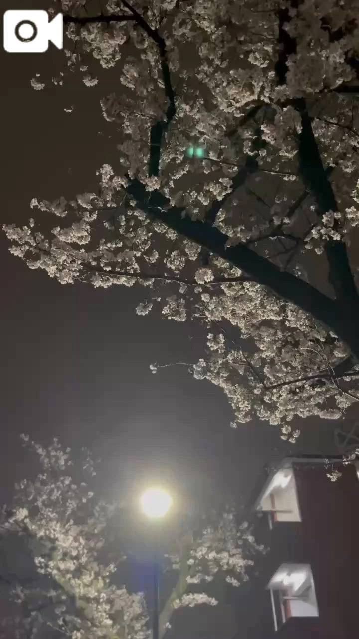 お部屋から桜🌸