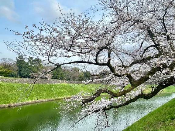 💗桜咲く💗