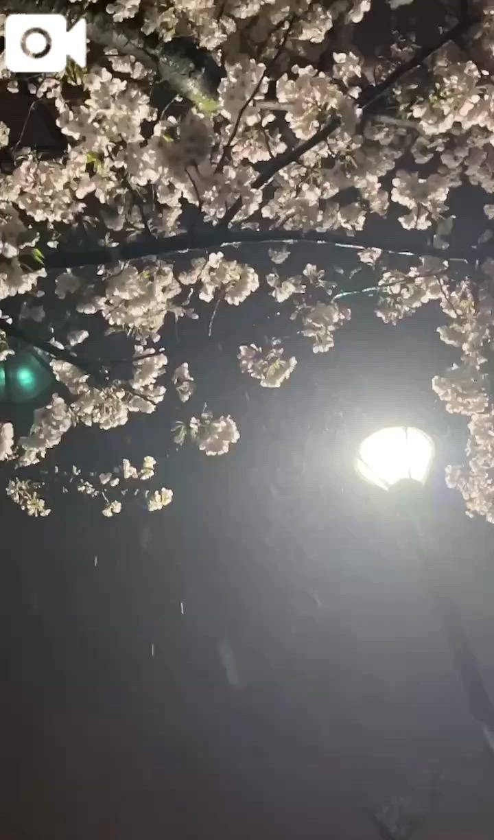 雨と桜。