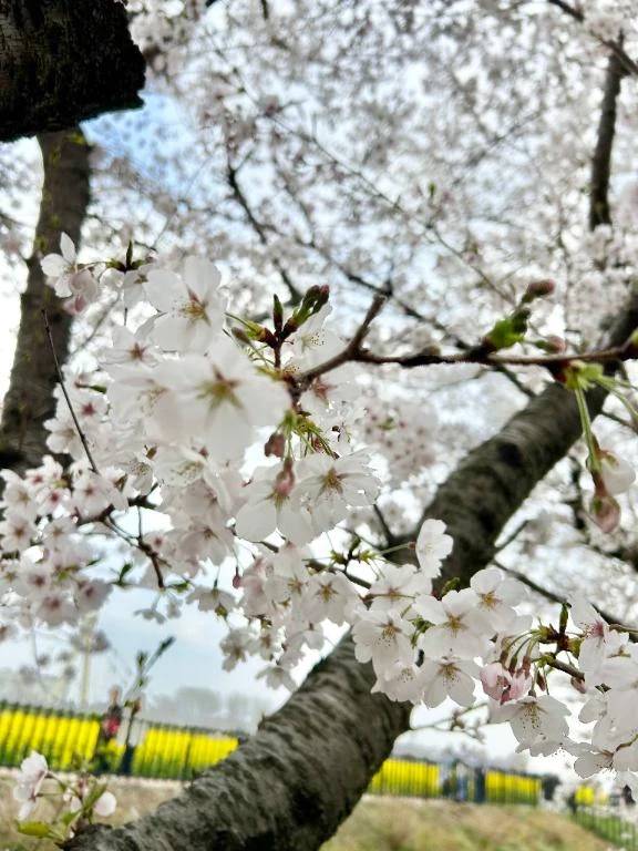 お花見🌸