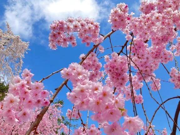 お花見🌷🌸