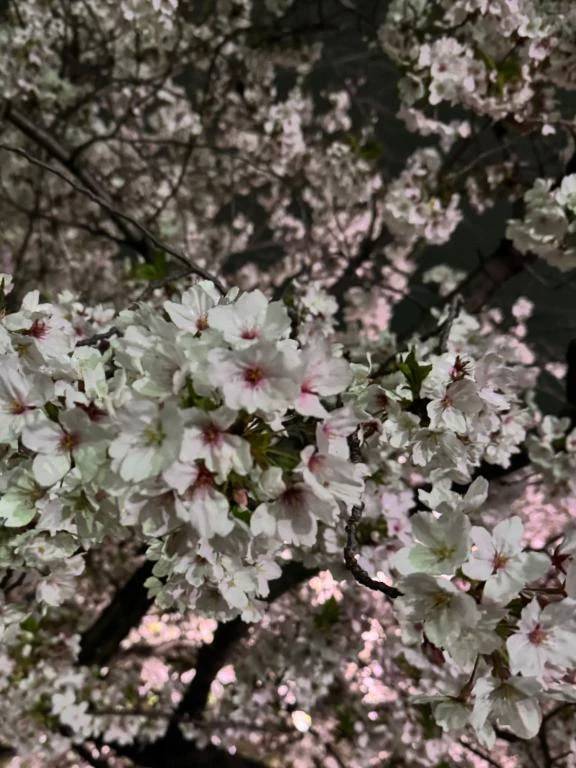 夜桜🌸🌉