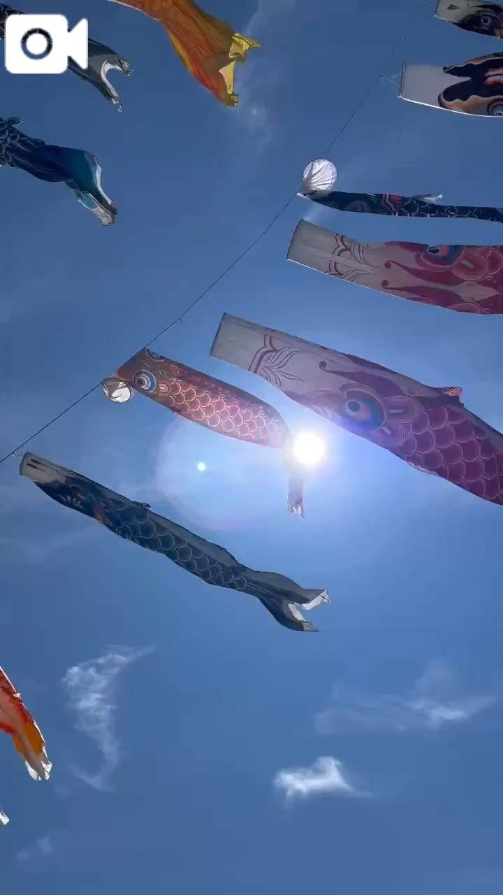 鯉は恋して愛して結したっ🥰