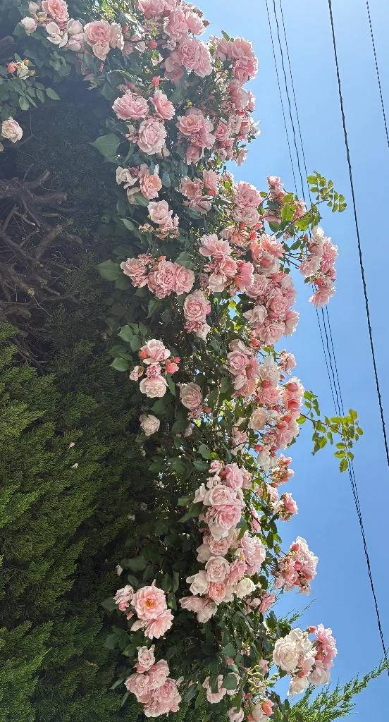 こんにちは ☀️