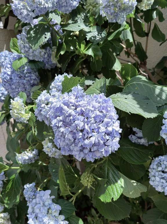 紫陽花が綺麗に咲いてますね🫧