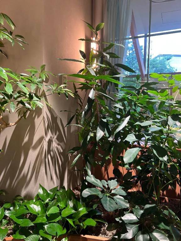 🫖🌿‬