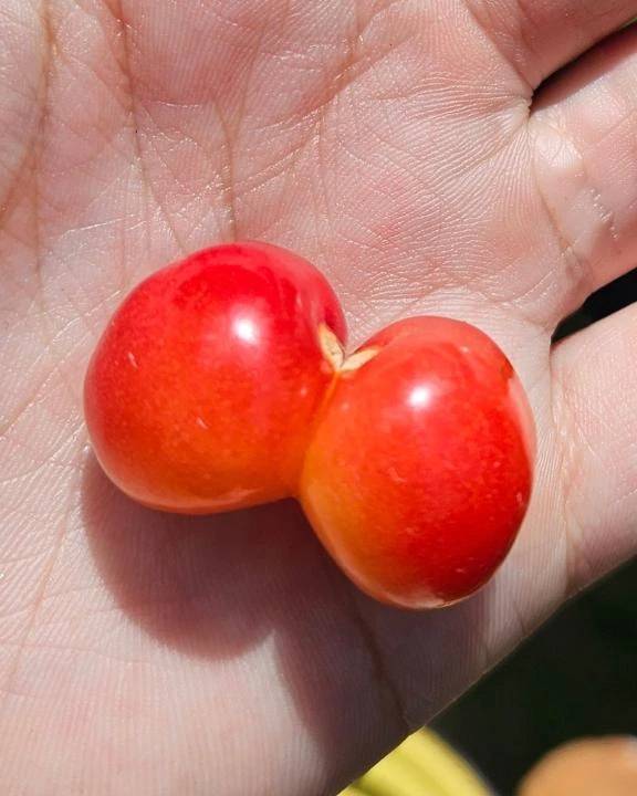 おちり🍒