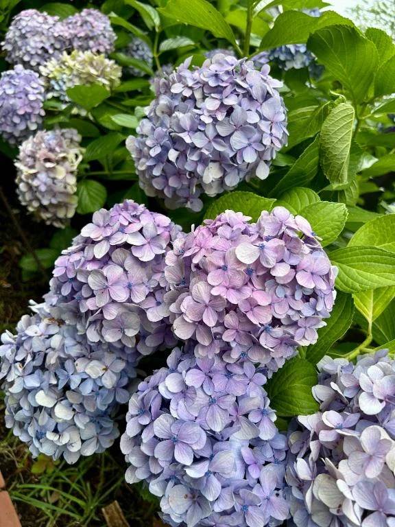 💗6月の面影💗