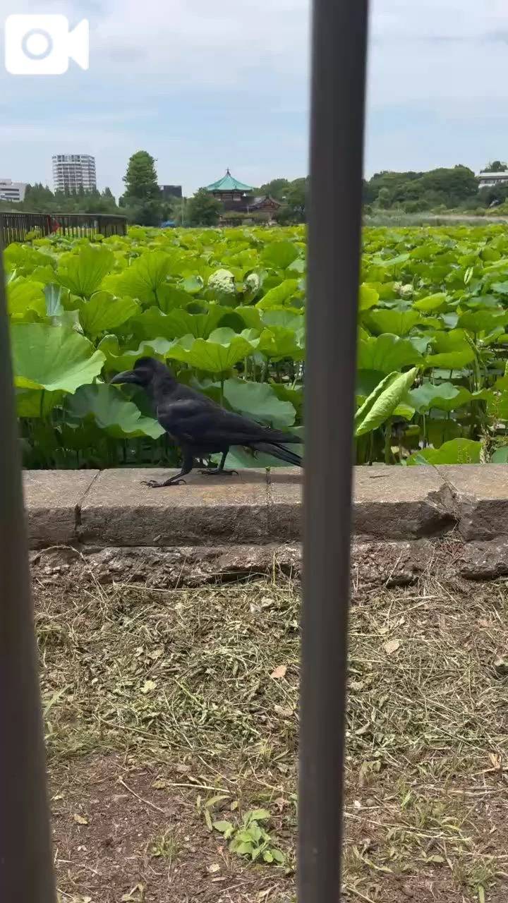真夏のカラス🐦‍⬛