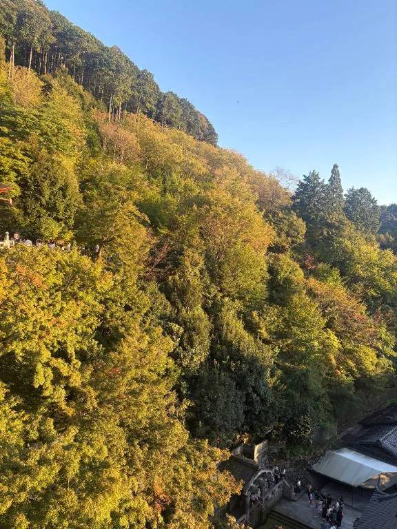 🍁🍂