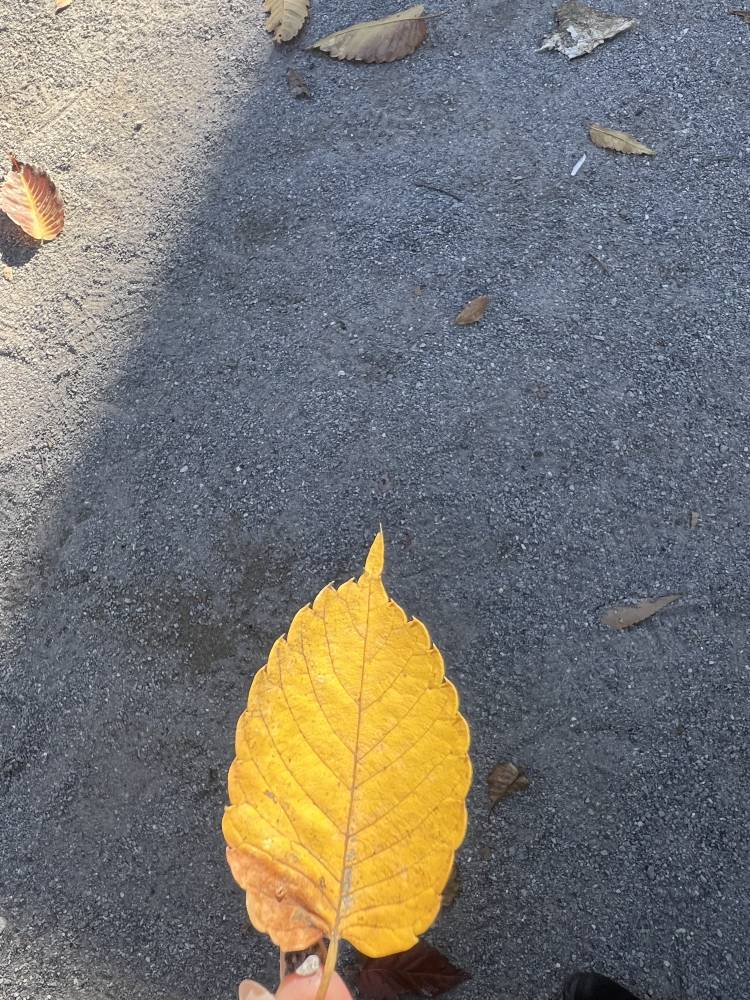 ちょっと嫌な昼下がり