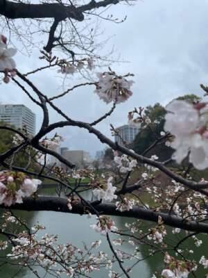 りな（新橋フェアリーズ）