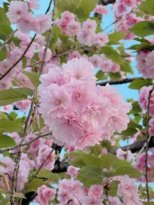 さくら味って好き？