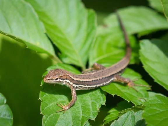 本日の♡あ♡い♡こ♡と♡ば♡
