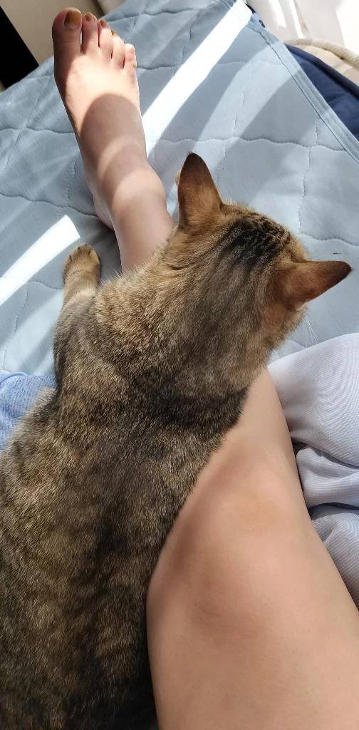 てん（船橋ときめき女学園）