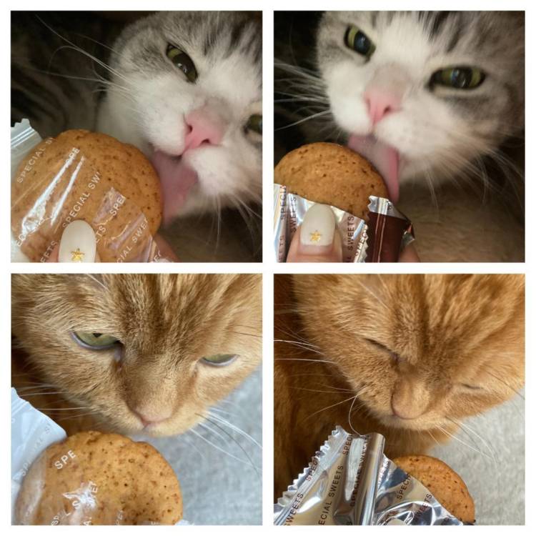 y aちゃんから頂いた🍪2匹のクンクン写真🐈🐈