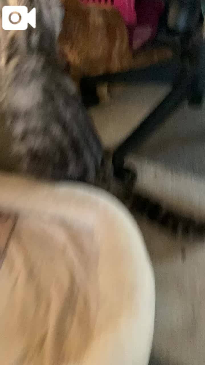亡くなる前日最後のニショット動画🐈🐈