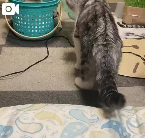 初めましての瞬間❤️😍🐈🐈