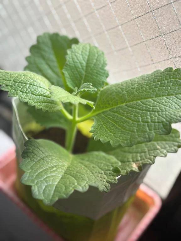 🌱