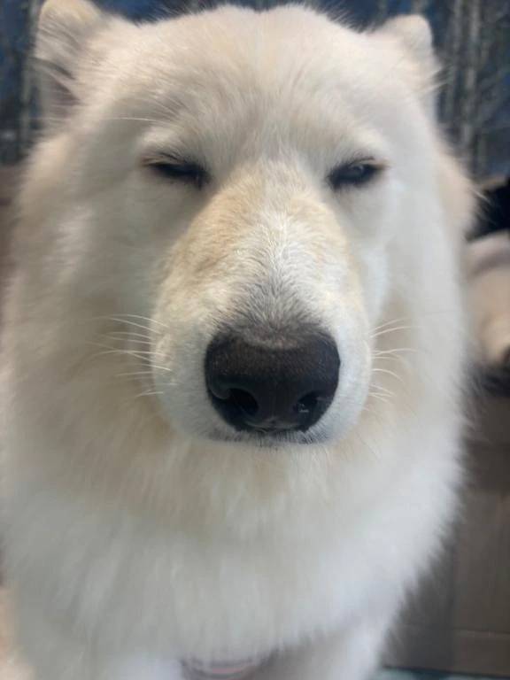 やばいやばい