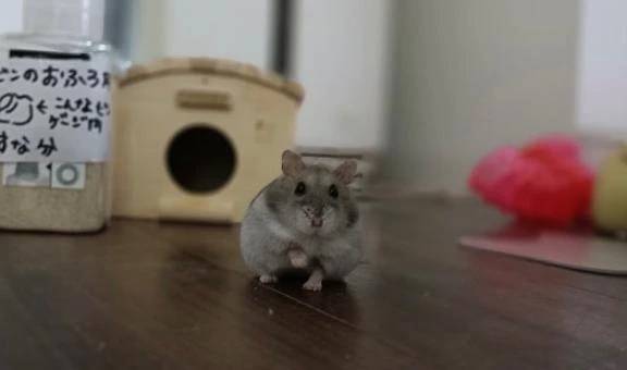 もふればもふるほどに。。