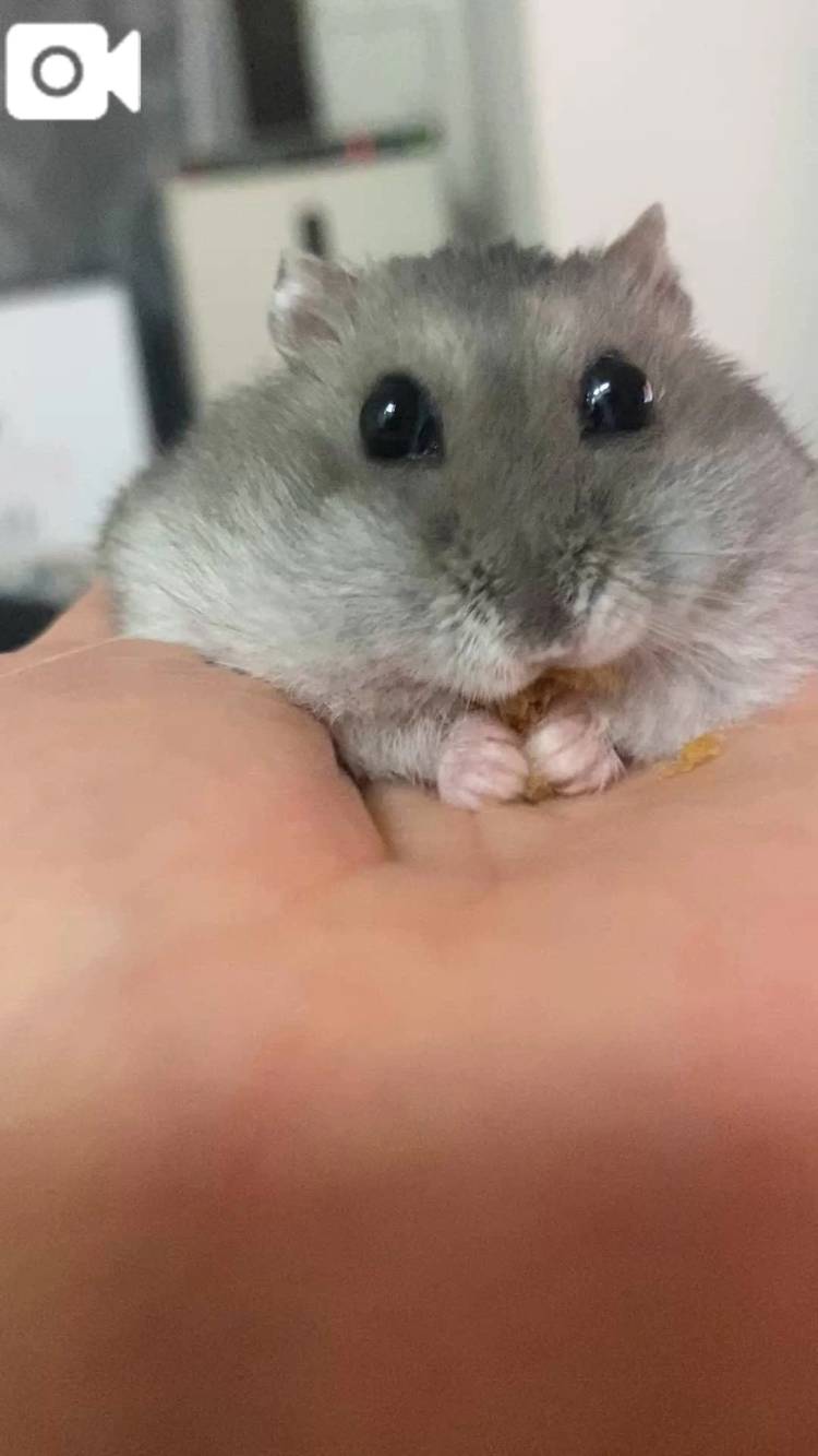 ハムもふライフ