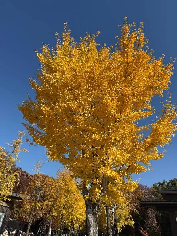 七瀬はるの日常…♥️