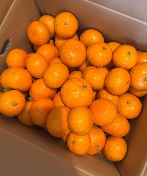 炬燵🍊