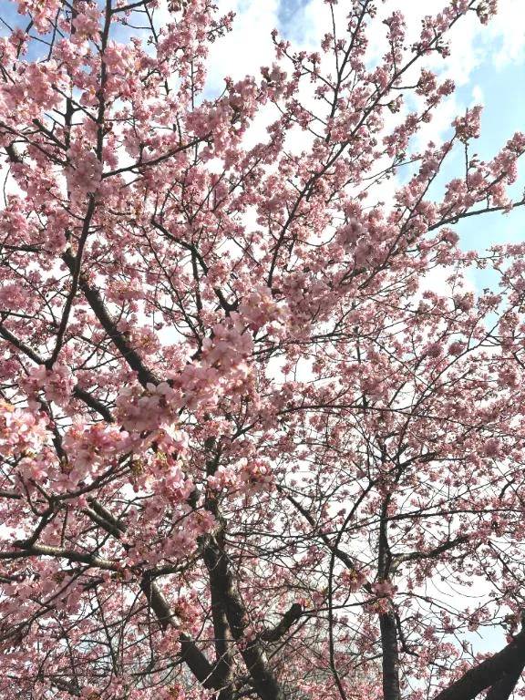 欲もマシマシ…🌸