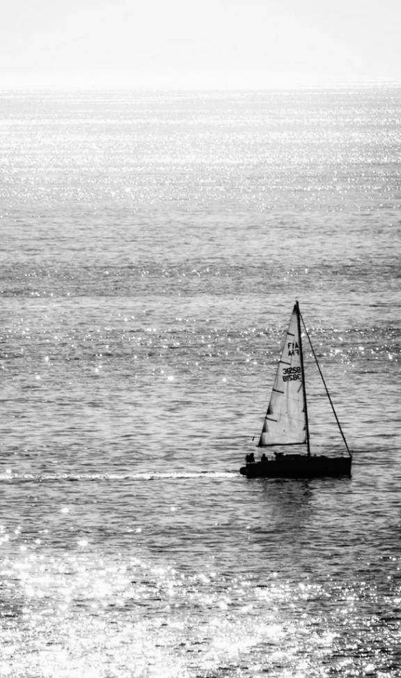 動物占いって面白い！🦁✨