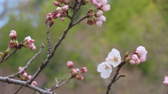 春ですね🌸✨